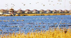 金亨木業建筑模板-天津東麗湖高檔住宅